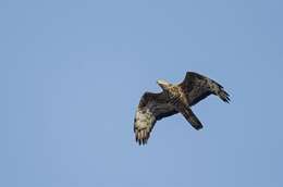 Image of Barred honey buzzard