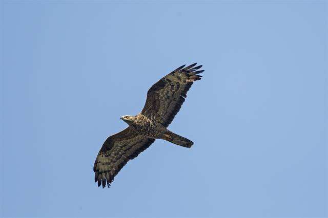 Image of Barred honey buzzard