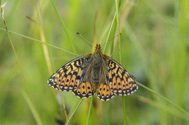 Image of Lesser Fritillaries