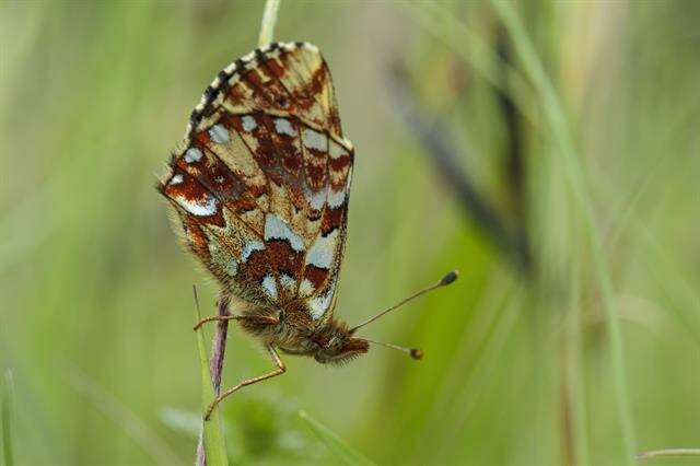 Image of Lesser Fritillaries