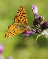 Image of Lesser Fritillaries