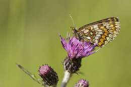 Plancia ëd <i>Melitaea athalia</i>