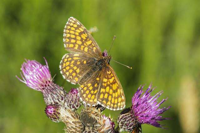 Plancia ëd <i>Melitaea athalia</i>