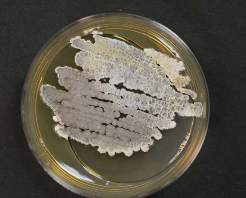 Image of Streptomycetales