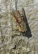 Image of horse and deer flies