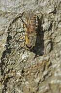 Image of horse and deer flies