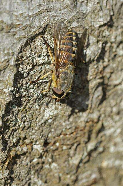 Image of horse and deer flies