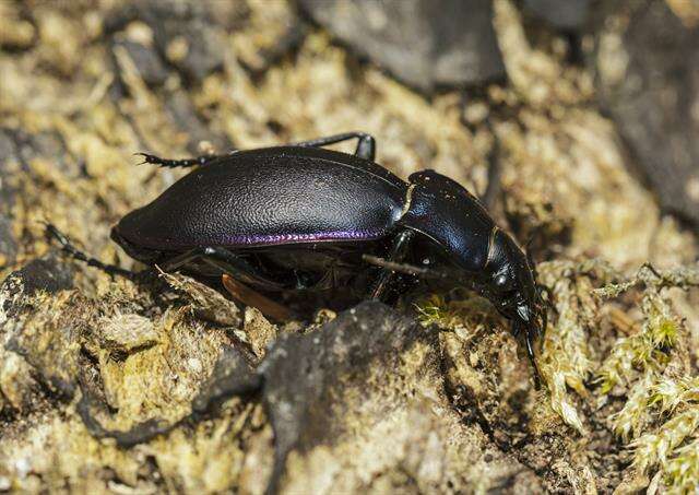 Image of Violet Ground Beetle