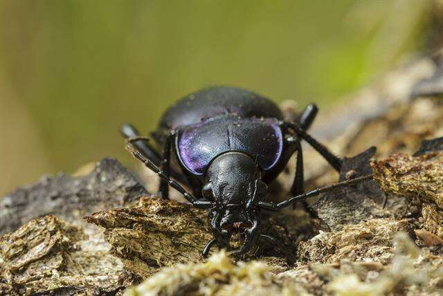 Image of Violet Ground Beetle