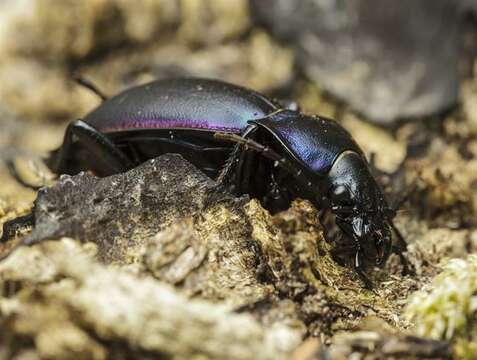 Imagem de Carabus (Megodontus) violaceus Linnaeus 1758