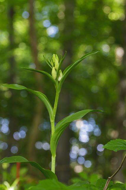 Image of cephalanthera