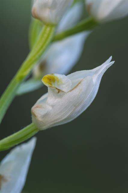 Image of cephalanthera