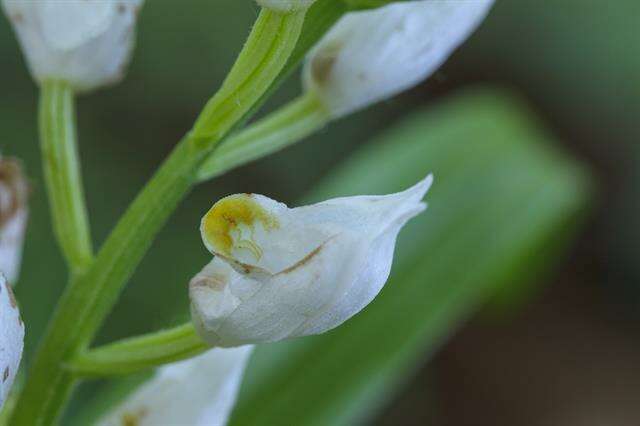 Cephalanthera resmi