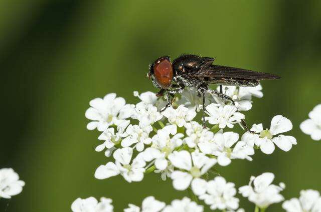 Sivun Chrysogaster kuva