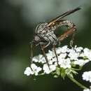 Image of Empis tessellata Fabricius 1794