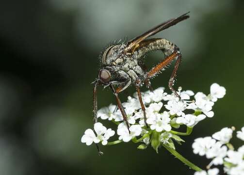 Слика од Empis