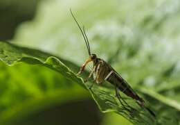 Image of scorpionflies