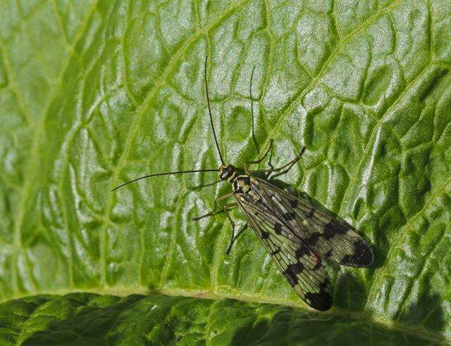 Image of scorpionflies