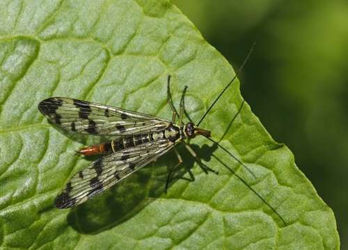 Image of common scorpionflies