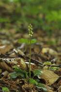 Image of Wintergreen