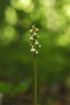 Image of Wintergreen