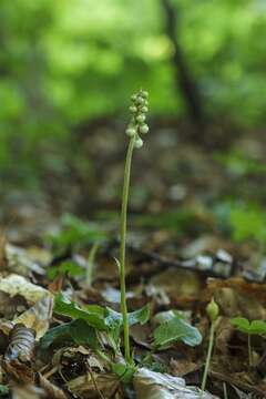 Image of Wintergreen