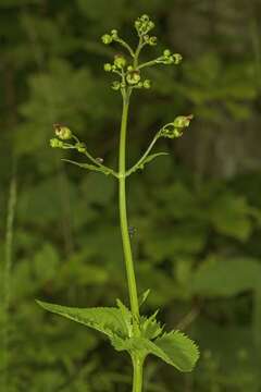 Imagem de Scrophularia