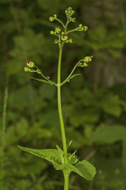 Scrophularia resmi