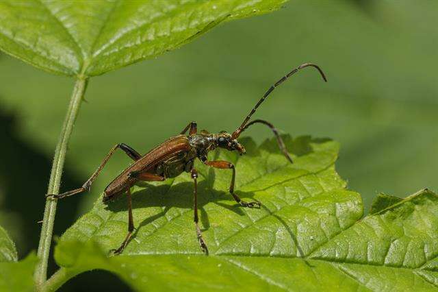 Image of Stenocorus