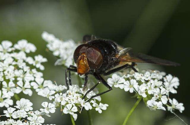 Image of Volucella