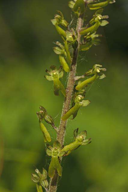 Image of Twayblade