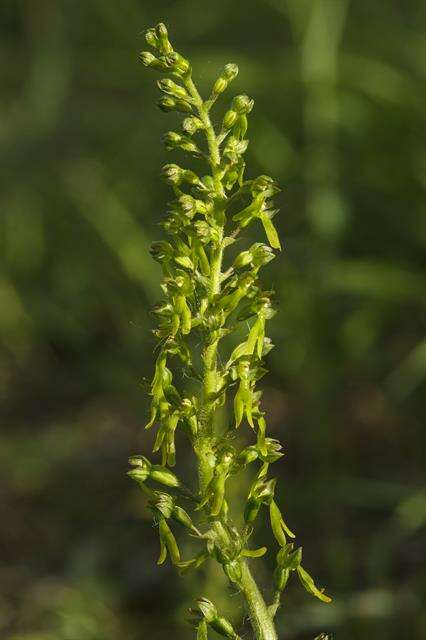 Image of Twayblade