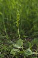 Image of Twayblade