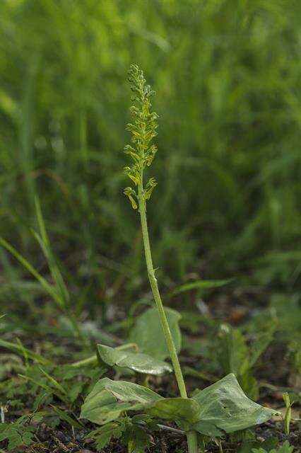 Image of Twayblade