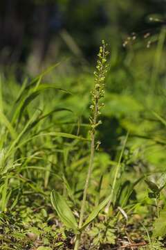 Image of Twayblade