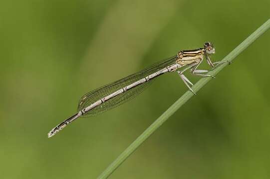 Image of Platycnemis Burmeister 1839