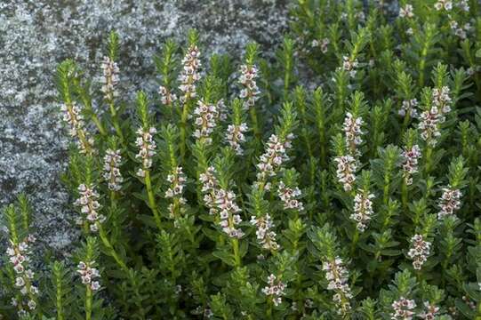 Image of yellow loosestrife