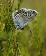 Plancia ëd Plebejus