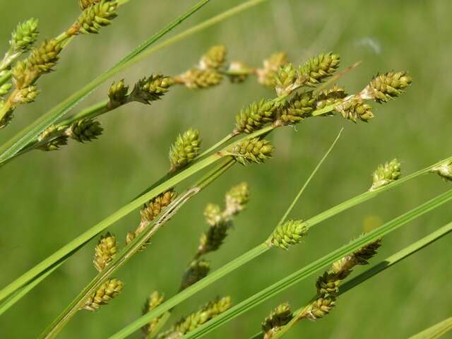 Image of Gray Bog Sedge