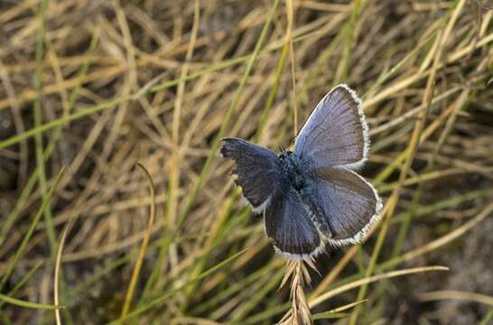 Plancia ëd Plebejus