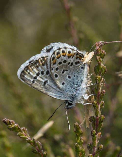 Plancia ëd Plebejus