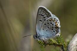 Plancia ëd Plebejus