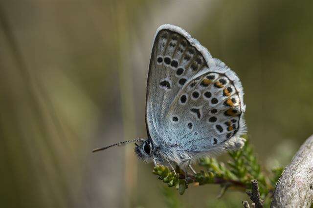 Plancia ëd Plebejus