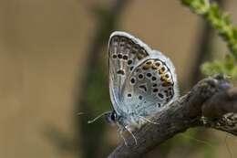 Plancia ëd Plebejus