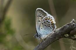 Plancia ëd Plebejus