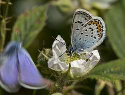 Plancia ëd Plebejus