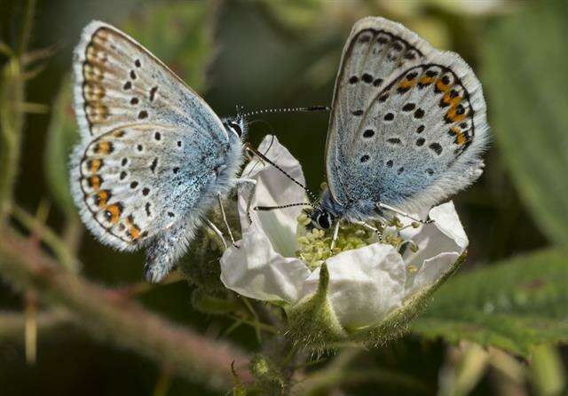 Plancia ëd Plebejus