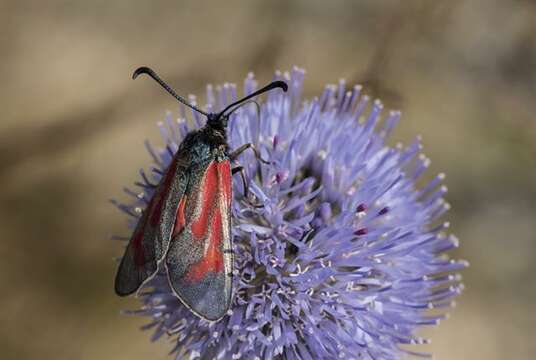 Image of <i>Zygaena minos</i>