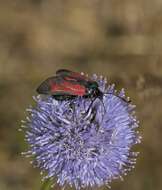 Image of <i>Zygaena minos</i>