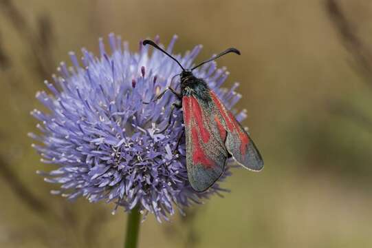 Image of <i>Zygaena minos</i>